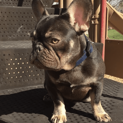 Chocolate tan 2025 french bulldog