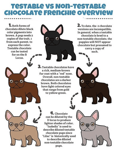 what is testable chocolate french bulldog?