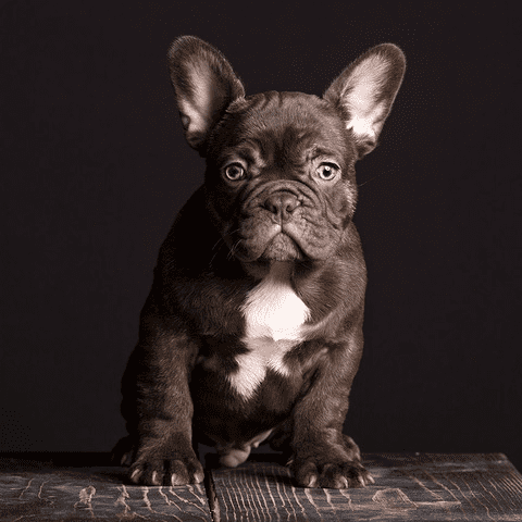 Blue chocolate best sale french bulldog