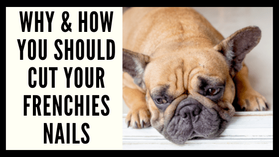 Why & How You Should Cut Your Frenchie’s Nails
