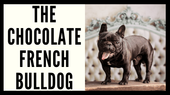 The Chocolate French Bulldog