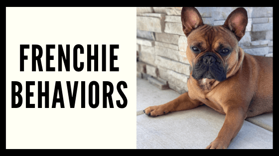 Common Frenchie Behavioral Traits & How To Fix Them