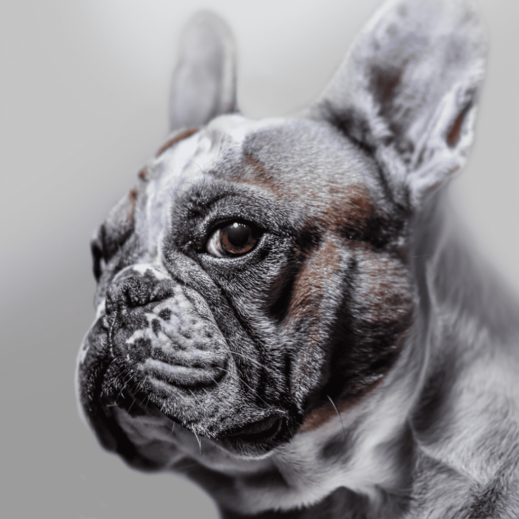 French Bulldog Breeder Texas - French Bulldog Male Texas - Male French  Bulldog - Beckham