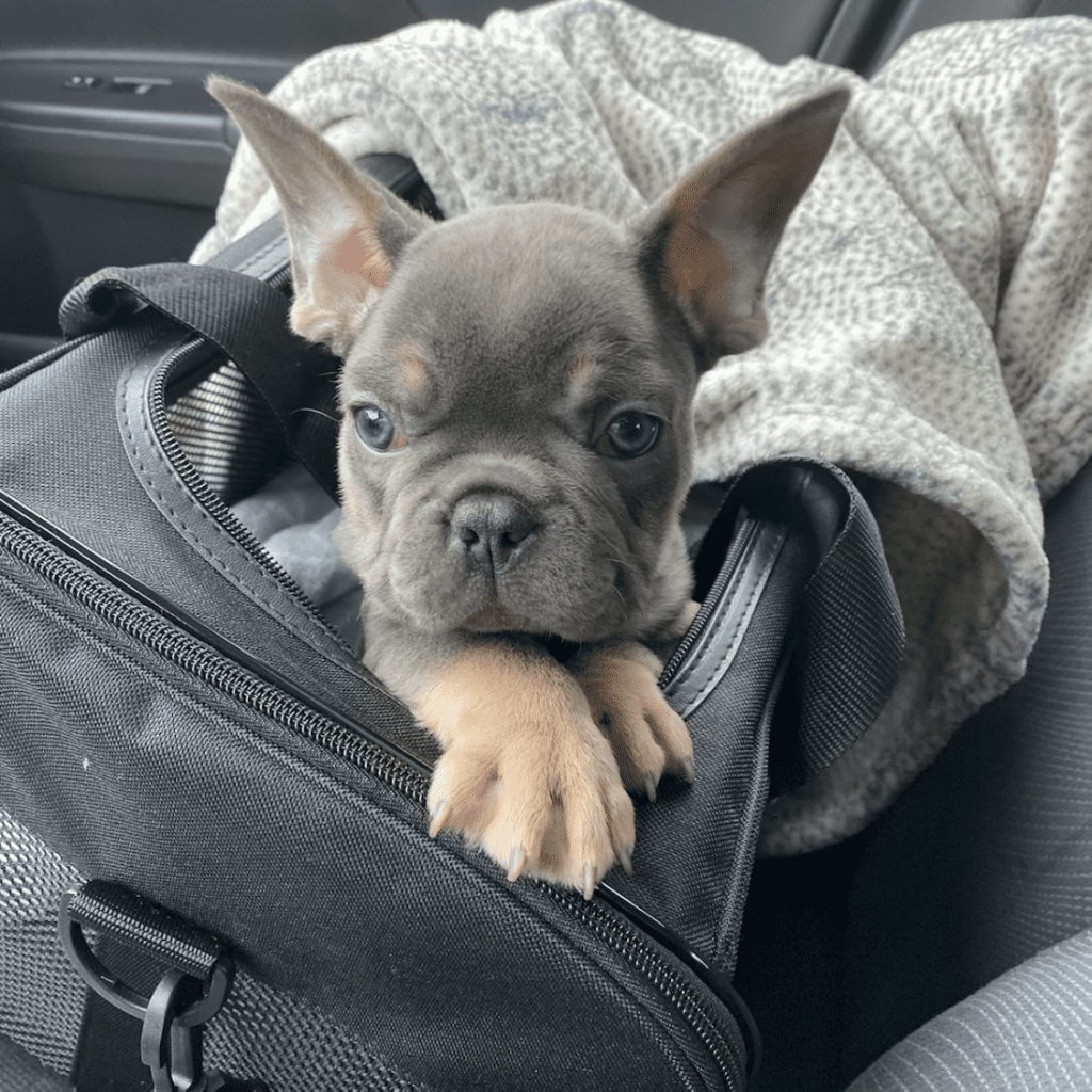 French bulldog hot sale air travel