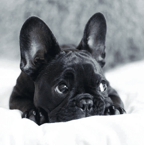 frenchie puppies tumblr