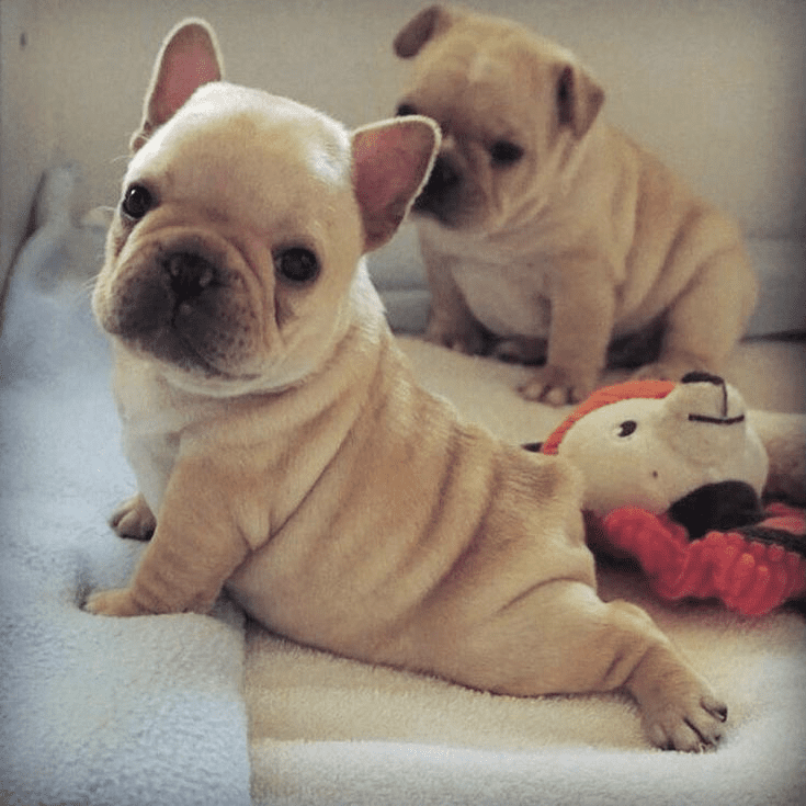 French bulldog puppy store tail