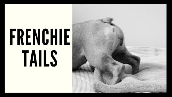 French Bulldog Tails