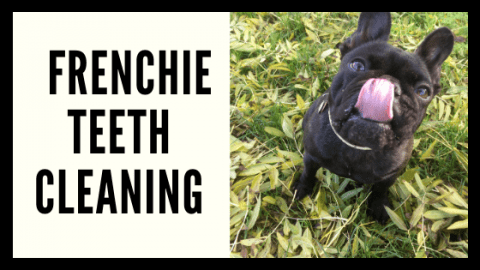 STEP-BY-STEP: HOW TO BRUSH YOUR FRENCH BULLDOGS TEETH