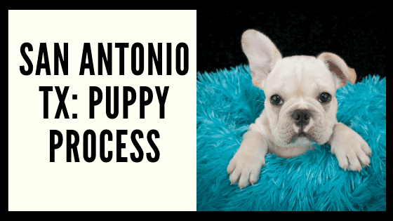 French Bulldog TX San Antonio: Puppy Process