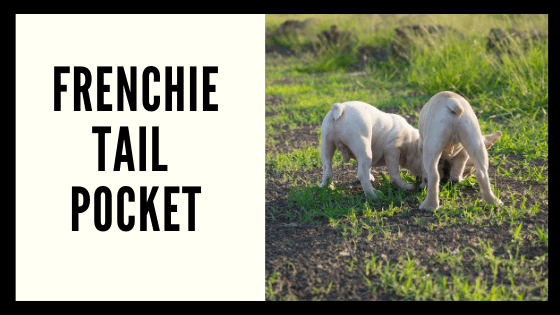 How to care for your Frenchie’s Tail Pocket