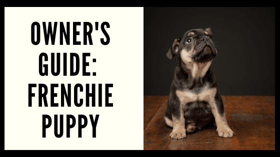 Owner’s Guide: Frenchie Puppy
