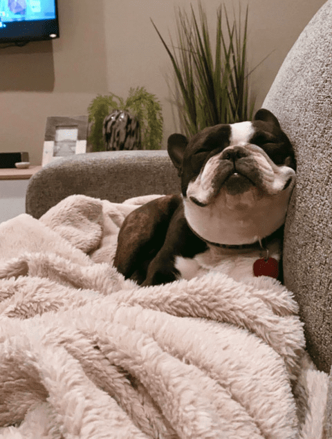 French Bulldog puppies for sale in Austin, Dallas, San Antonio, and Houston Texas.