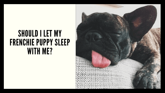 Should I Let My Frenchie Sleep With Me?