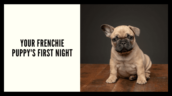 Frenchie Pups First Night