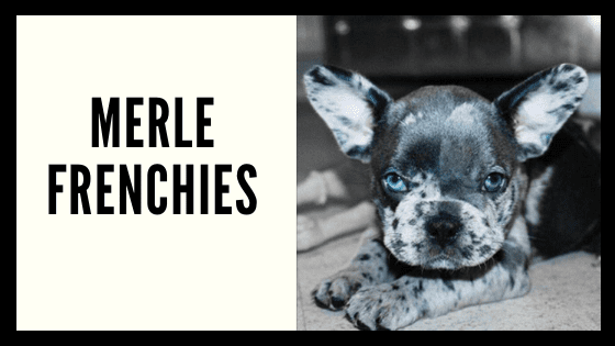 Blue Merle Facts