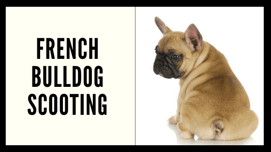 Frenchie Scooting Blog