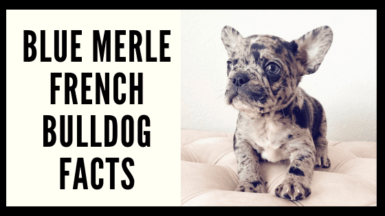 merle French bulldog puppies for sale in texas