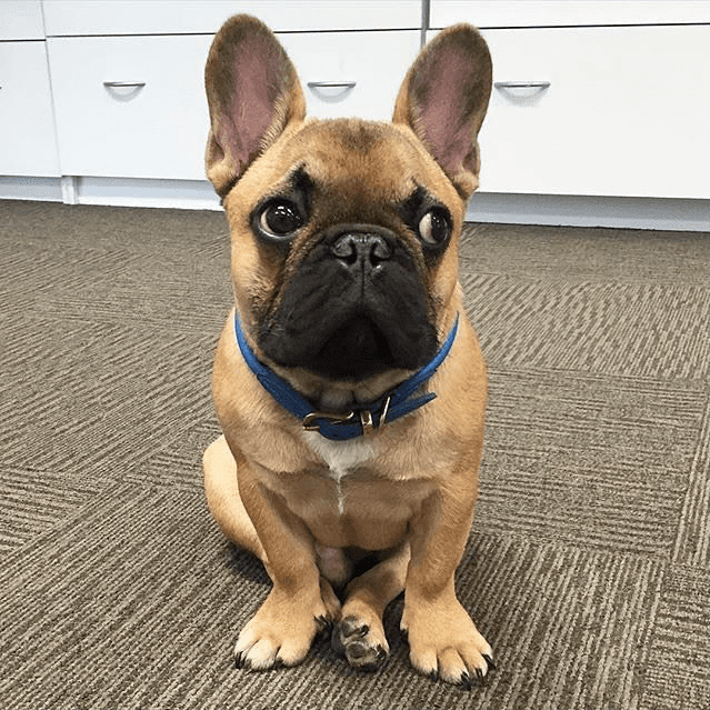 French Bulldog puppies for sale in Austin, Dallas, San Antonio, and Houston Texas.