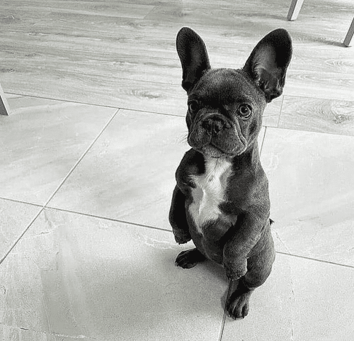 French Bulldog puppies for sale in Austin, Dallas, San Antonio, and Houston Texas.