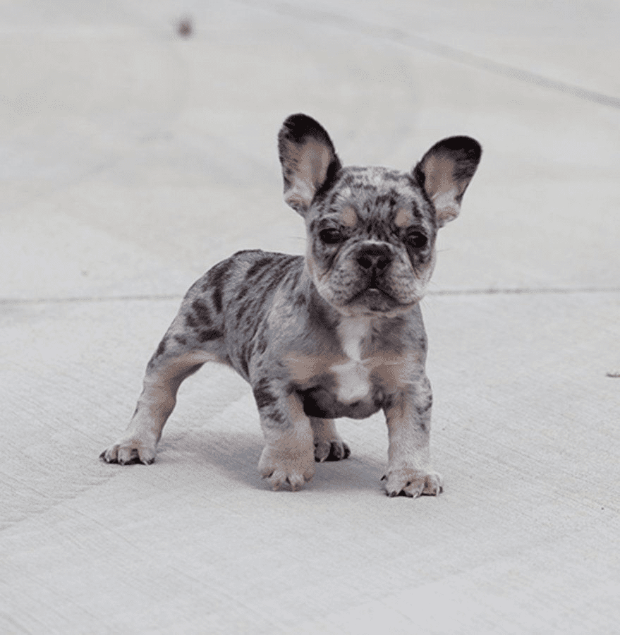 Chocolate merle french outlet bulldog