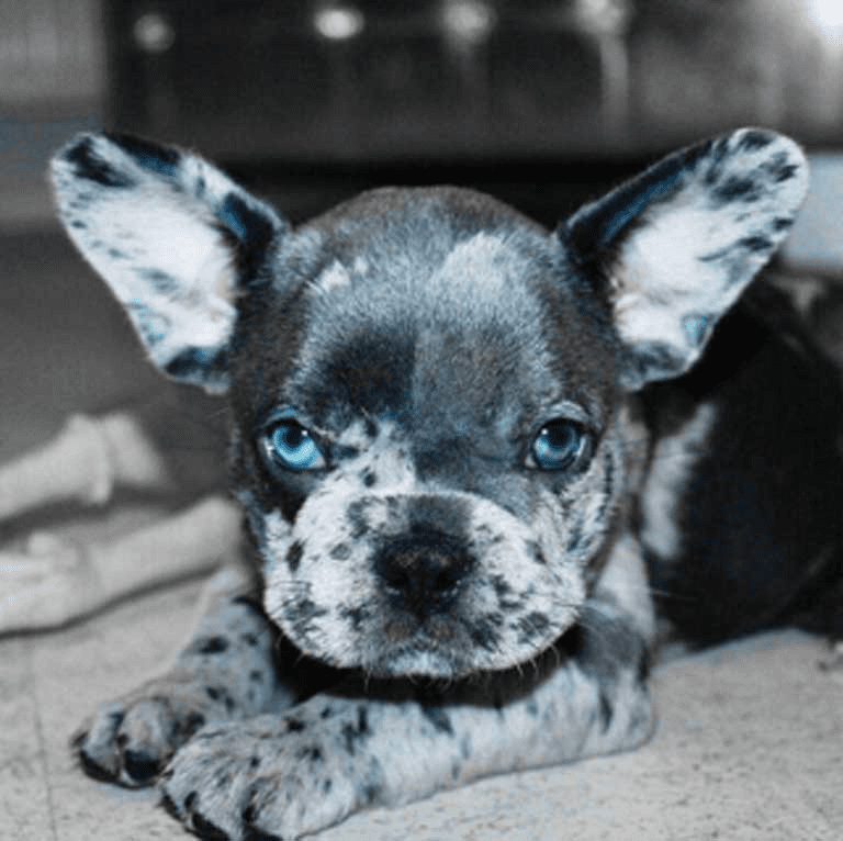merle French bulldog puppies for sale in texas