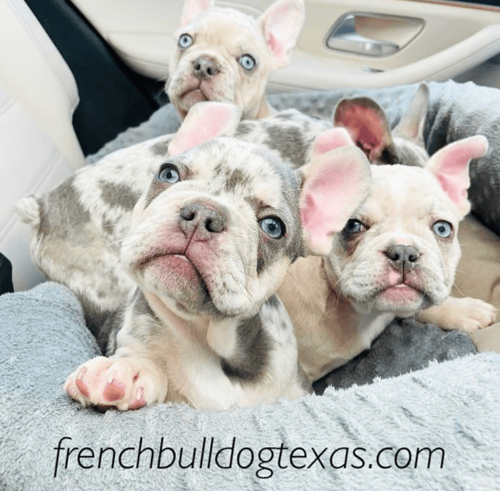 French Bulldog puppies for sale in Austin, Dallas, San Antonio, and Houston Texas.