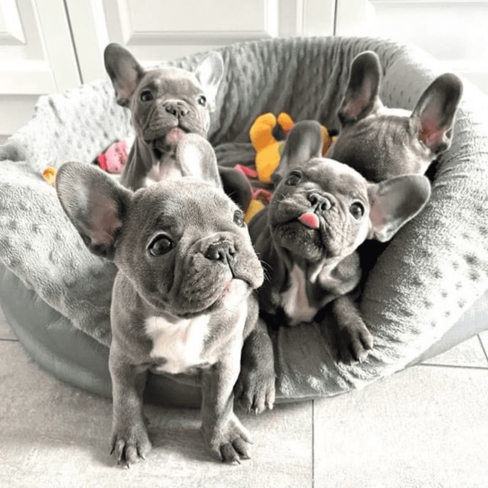 French Bulldog puppies for sale in Austin, Dallas, San Antonio, and Houston Texas.