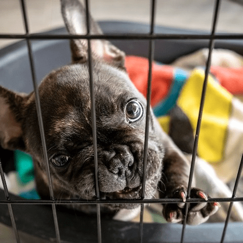 French Bulldog puppies for sale in Austin, Dallas, San Antonio, and Houston Texas.