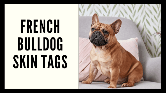 Frenchie Skin Tag Blog