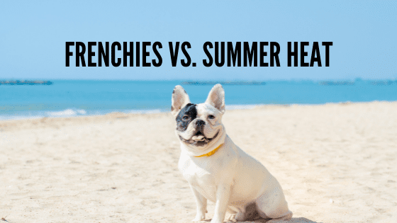 Frenchies vs Summer Heat