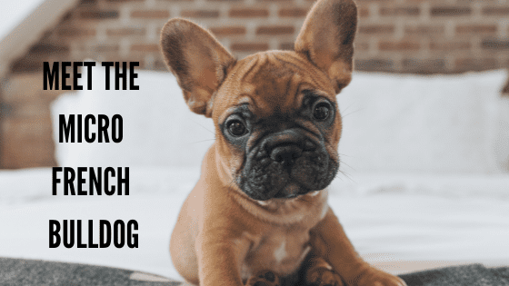Meet the Micro French Bulldog