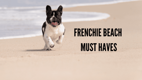 5 Frenchie Beach Must Haves