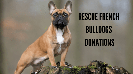 Rescue French Bulldogs Donations