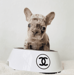 Chanel Dog bowl 