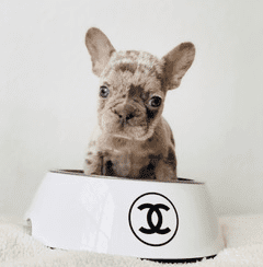 Chanel Dog bowl
