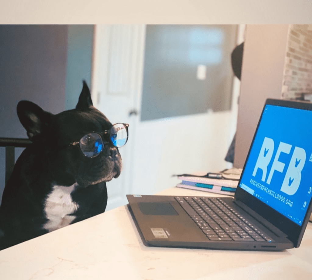 French Bulldog Rescue