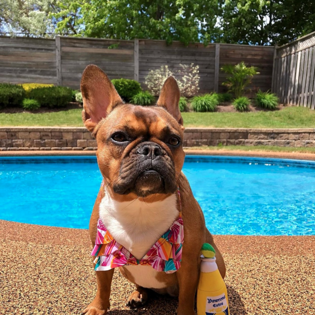 French Bulldog Summer Safety