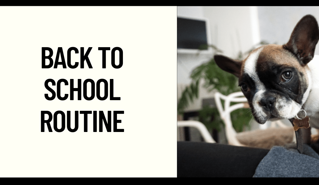 Getting your Frenchie in a Back to School Routine