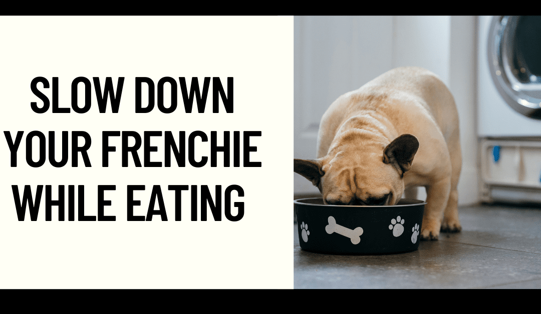 Why you should slow down your Frenchie while eating