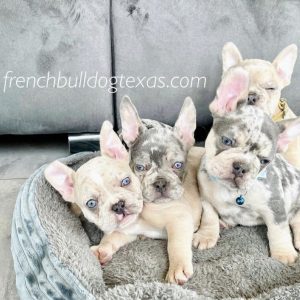 merle French Bulldog for sale in texas