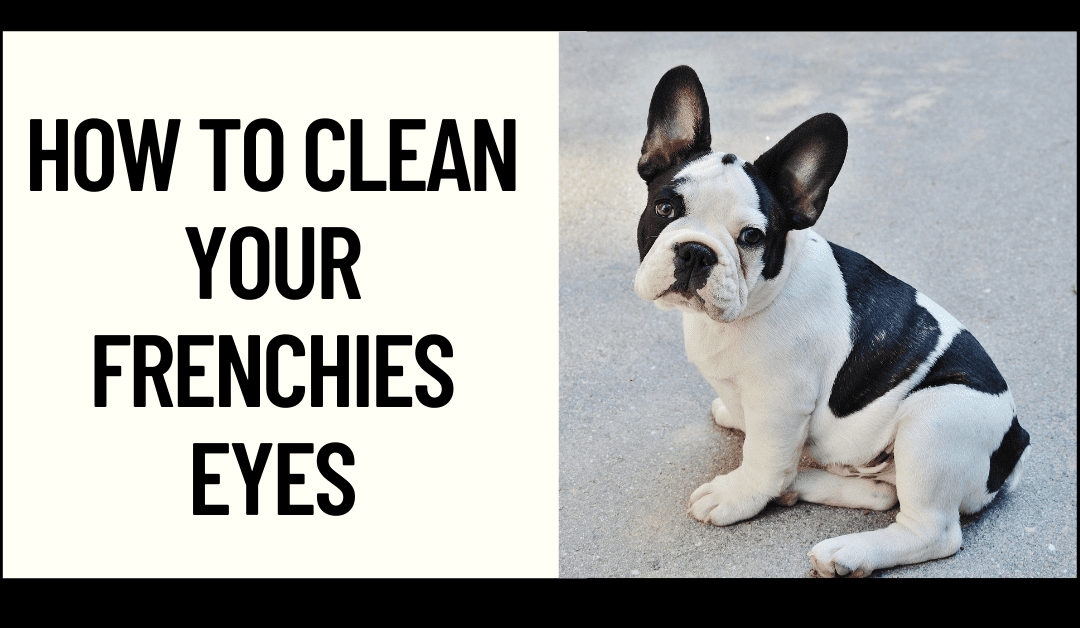 How to Clean your Frenchie’s Eyes