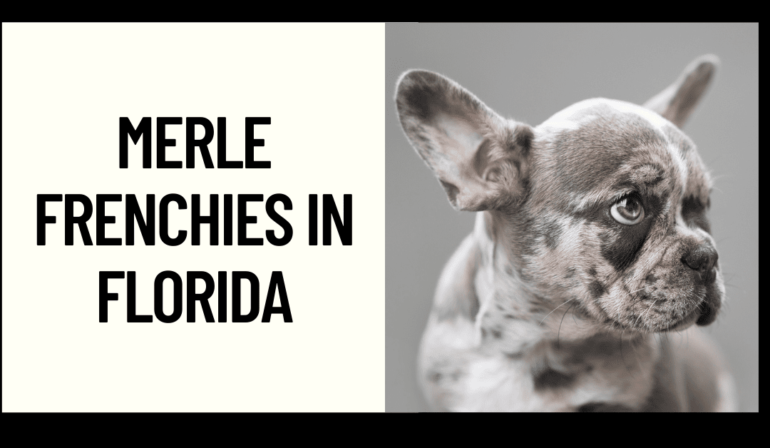 Merle Frenchies in Florida