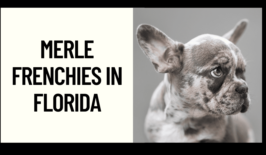 Merle coat clearance french bulldog