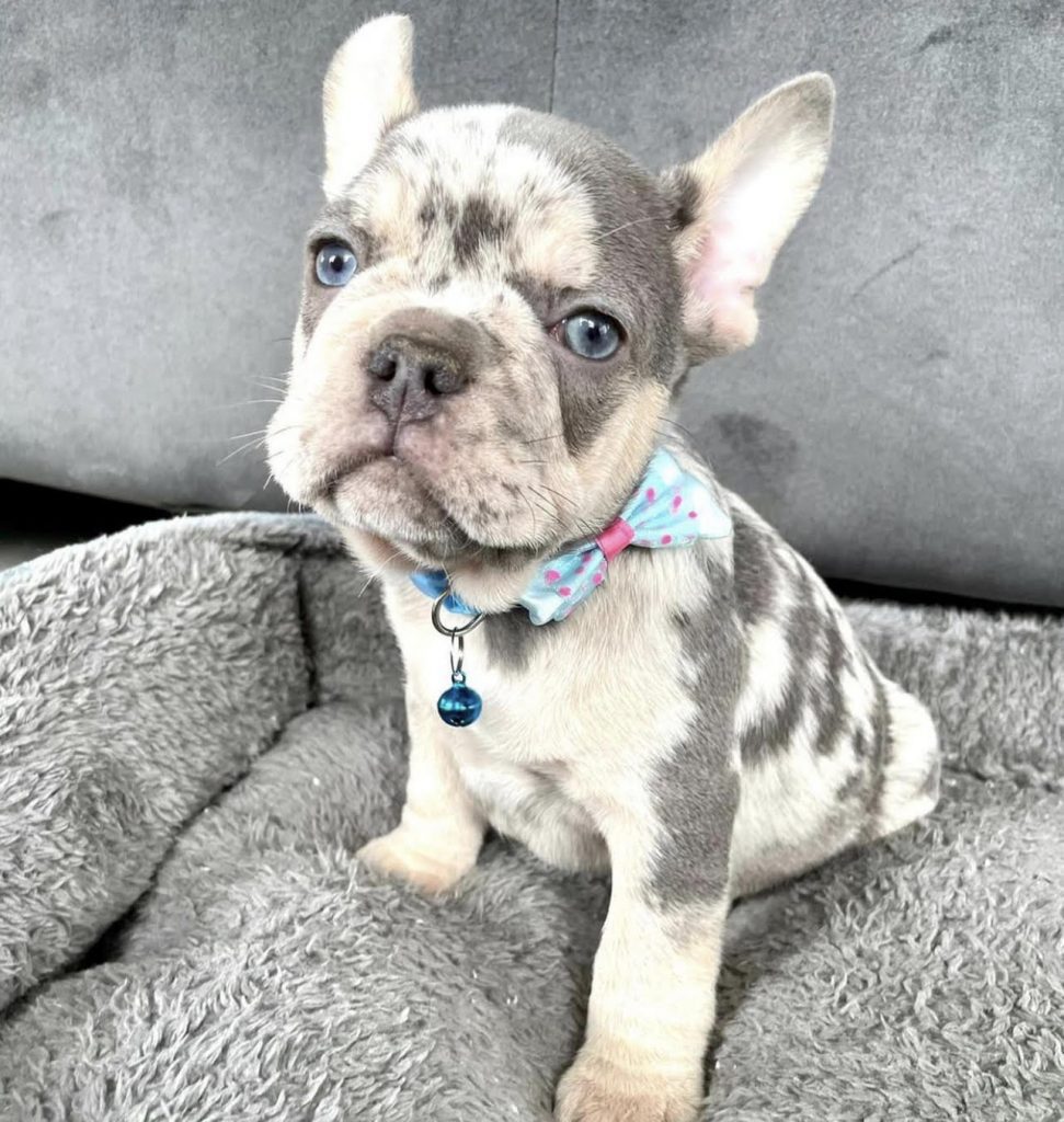 Merle hotsell frenchie dog