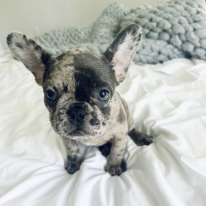 merle French Bulldog puppies in Texas