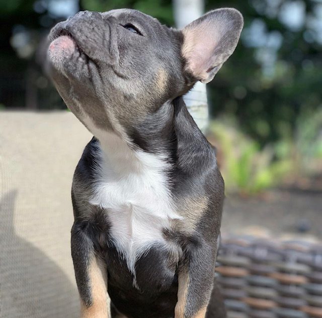 French Bulldog Puppies ready for families in Houston, Austin, Dallas, and San Antonio Texas.