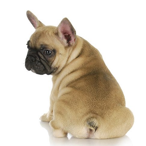 French Bulldog Puppies ready for families in Houston, Austin, Dallas, and San Antonio Texas.