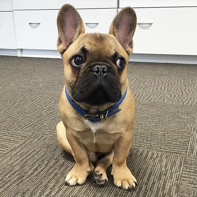 French Bulldog Puppies ready for families in Houston, Austin, Dallas, and San Antonio Texas.