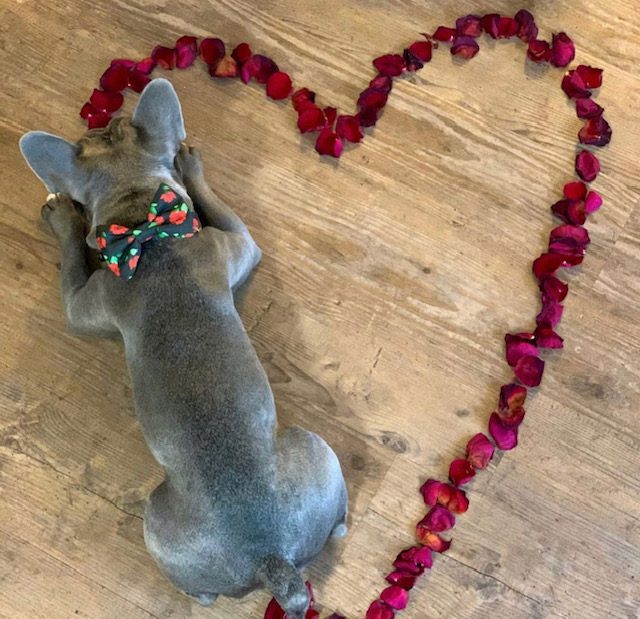 French Bulldog Puppies ready for families in Houston, Austin, Dallas, and San Antonio Texas.