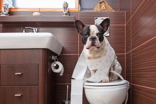 French Bulldog Puppies ready for families in Houston, Austin, Dallas, and San Antonio Texas.